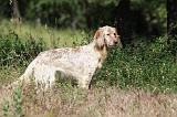 SETTER ANGLAIS 220